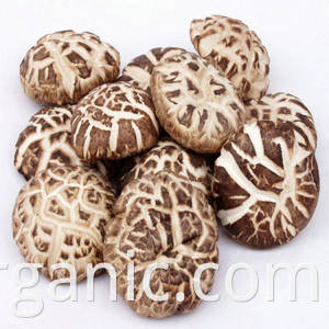 organic shiitake mushroom